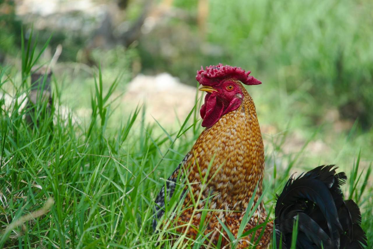 Finca Umnisa - โชอาชิ ภายนอก รูปภาพ